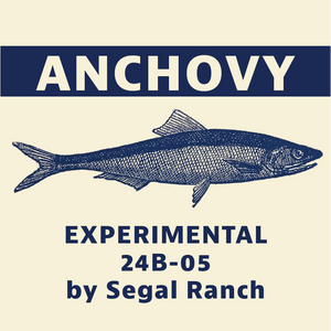 Anchovy Hops
