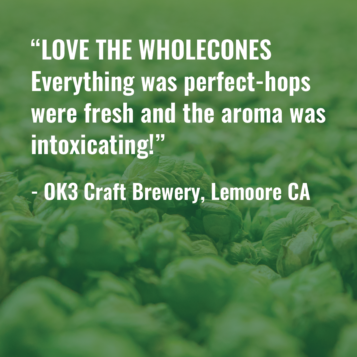 Positive review of whole cone hops